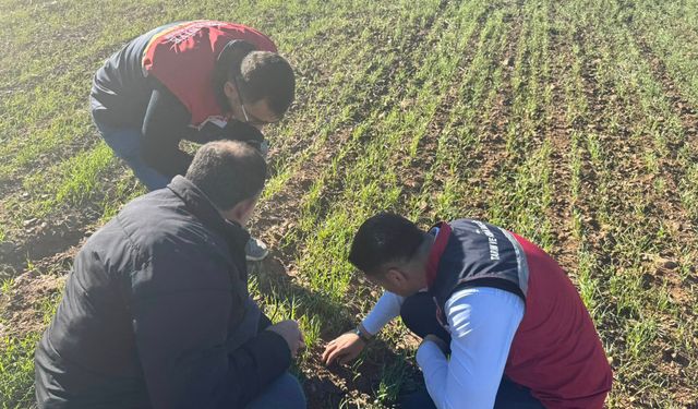 Düziçi’nde Don Sonrası Tarım Arazileri Kontrol Edildi