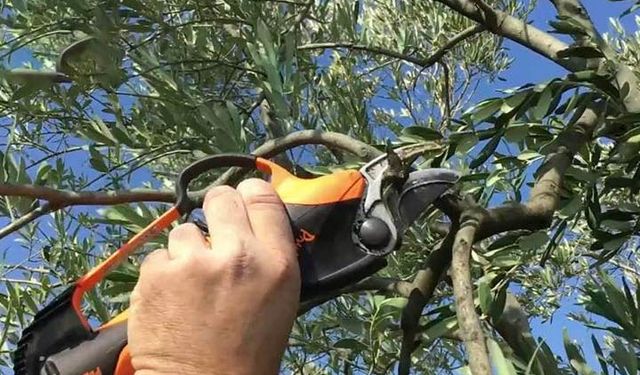 Düziçi’nde Zeytin Bahçeleri İçin Don ve Budama Uyarısı