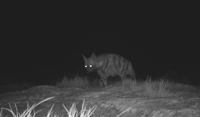 Hatay'da çizgili sırtlan ve dağ ceylanı fotokapanla görüntülendi