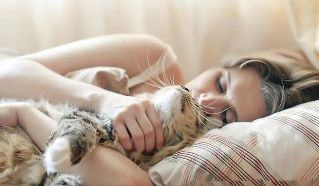 Kedinizi Yastığınızda Buluyorsanız Sebebi Bu Olabilir