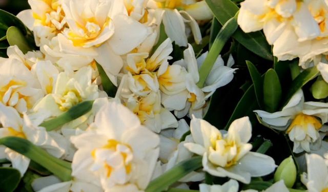 Kışın Zarif Umudu Nergis Soğukta Açan Direniş