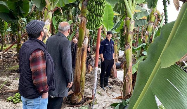 Mersin Anamur'da dolu tarım alanlarına zarar verdi