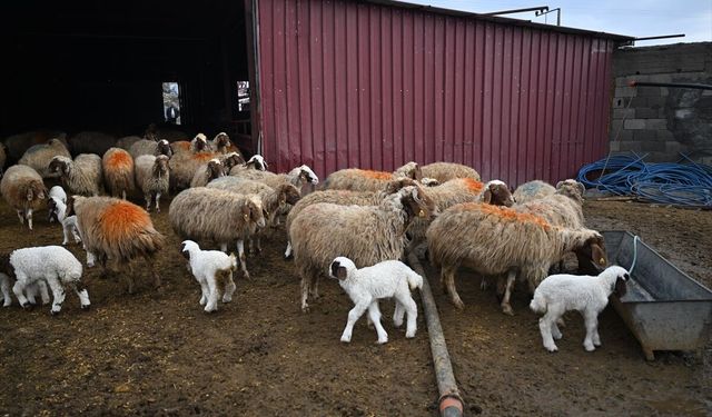 6 ŞUBAT DEPREMLERİNİN ÜÇÜNCÜ YILI - Depremde hayvanlarını kaybeden besici, devlet desteğiyle üretimini katladı