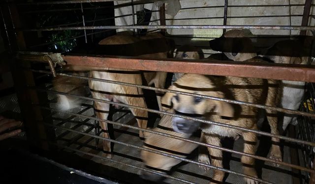 Antalya'da su basan barınaktaki 27 köpek botlar yardımıyla kurtarıldı
