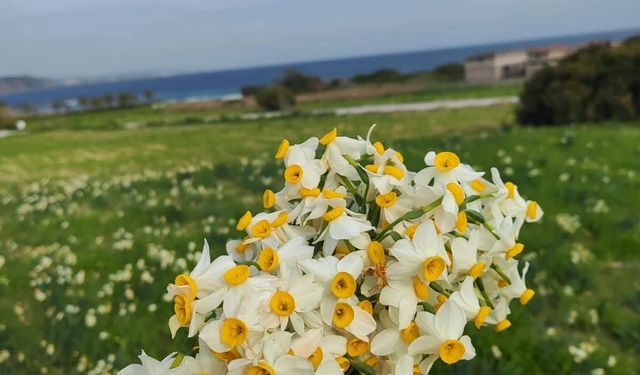 Baharın Müjdecisi Nergisler  Yüreği Güzel İnsanlar İçin Açtı