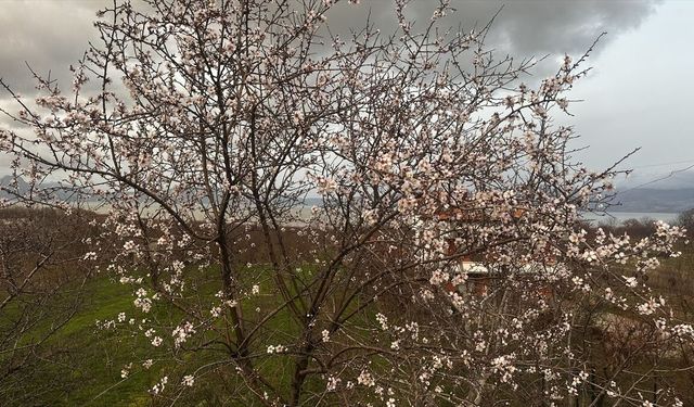 Isparta'da badem ağaçları çiçek açtı