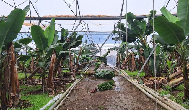 TARSİM, Antalya'daki selden etkilenen üreticilere 586 milyon lira hasar ödemesi yapacak