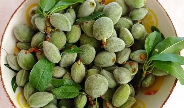 Mersin’den Osmaniye’ye İlk Çağlalar