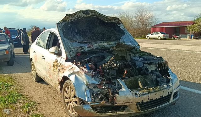 Adana'da otomobilin çarptığı 7 koyun telef oldu