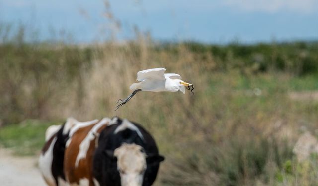 Adana'da sığır balıkçılı beslenirken görüntülendi