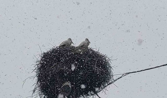 Bingöl'e erken gelen leylekler kara yakalandı
