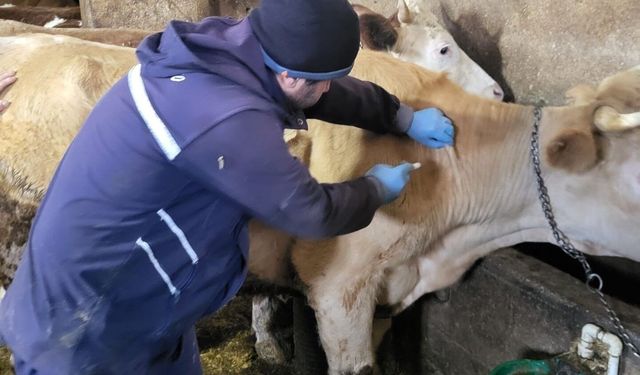 Demirözü'nde aşılama ve küpeleme çalışmaları devam ediyor