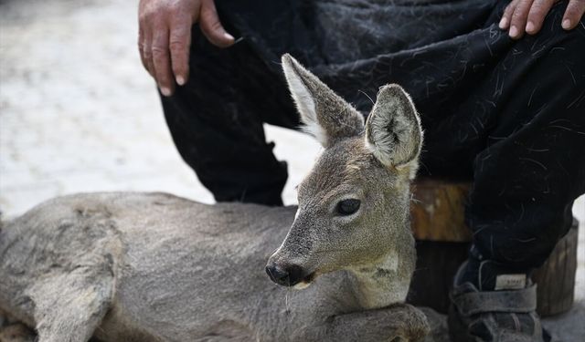 Kahramanmaraş'ta yaralı bulunan karaca yavrusu tedavi altına alındı