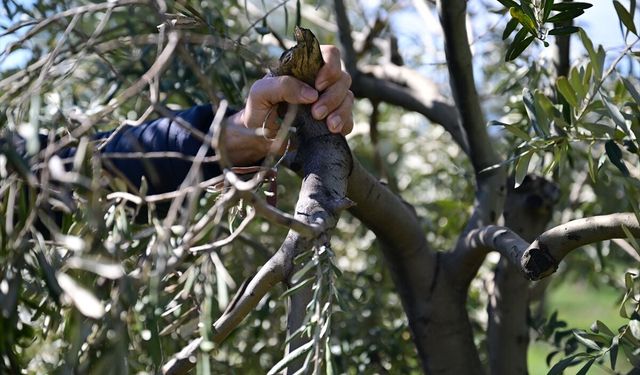 Kahramanmaraş'ta zeytin üreticilerine budama ve gübreleme uyarısı