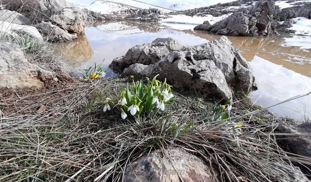 Kardelenlerin Sessiz Direnişi