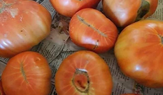 Osmaniye’de Çizgili Domatesler En Doğal Ürün Çıkıyor