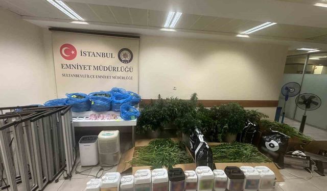 Sultanbeyli'de kenevir serasına baskın: 21 kilo Hint keneviri ele geçirildi