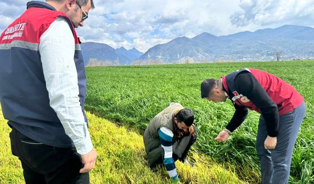 Düziçi'nde Reygras Hasadı ve Teknik Destek Sürüyor