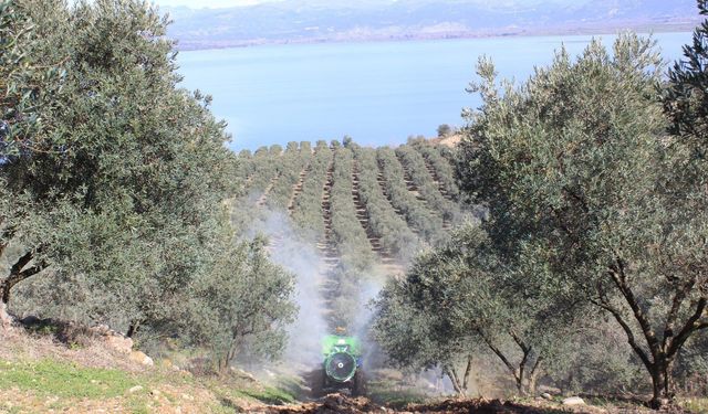 Osmaniye’de Verimli Zeytin İçin Toprak Rehberi