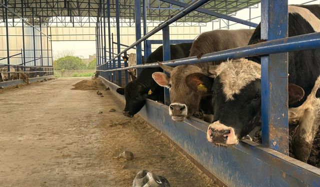 Hatay’da Besi İşletmesi İncelendi