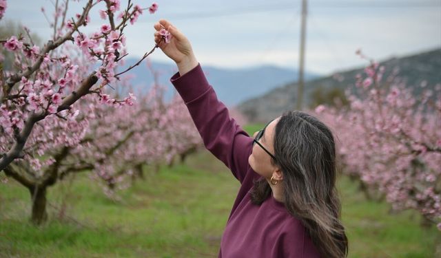 Bucak'ta şeftali ağaçları çiçek açtı