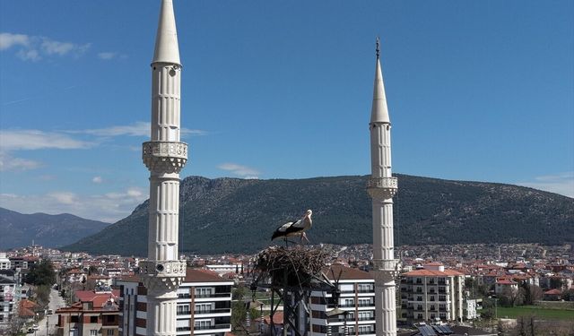 Burdur'da leylekler 30 yıldır aynı elektrik direğine yuva yapıyor