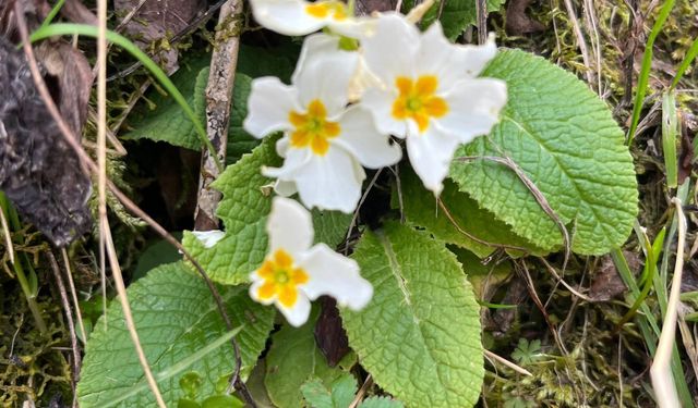Osmaniye Gavurdağı’nda Bahar Renk Cümbüşü Oluşturdu