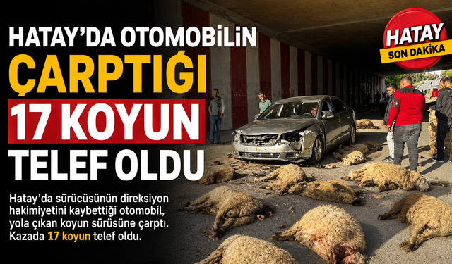 Hatay'da otomobilin çarptığı 17 koyun telef oldu