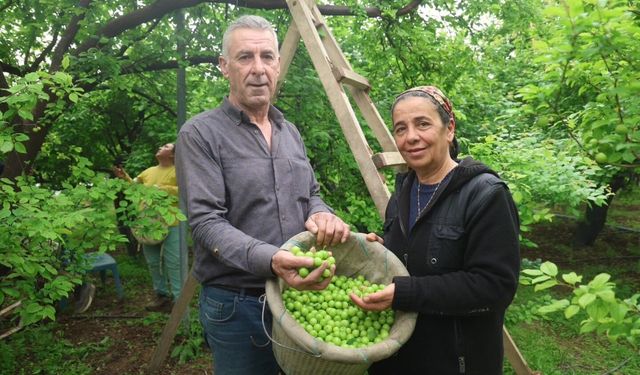 Hatay’da Can Eriği Hasadı Kilosu 450 TL’ye İhraç Ediliyor