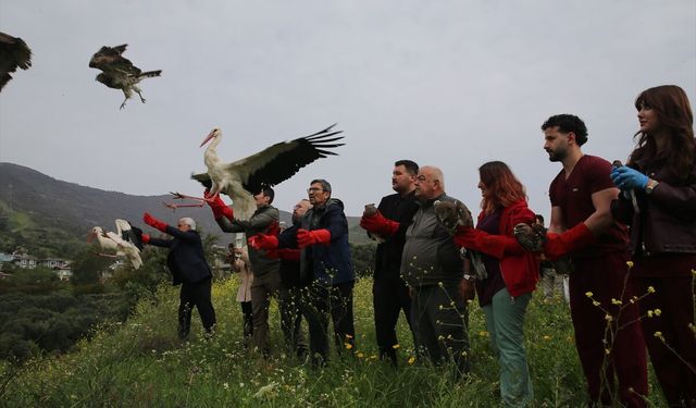 Hatay'da tedavileri tamamlanan kuşlar doğaya salındı