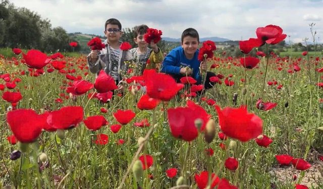 Kadirli’de Gelincikler Tarlaları Kırmızıya Boyadı