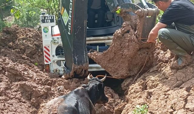 Adana'da çamura saplanan ineği belediye ekipleri kurtardı