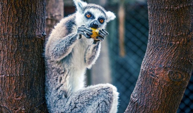 Antalya Doğal Yaşam Parkı'nın yeni üyesi lemur 'Zabumafu' ziyaretçilerle buluştu