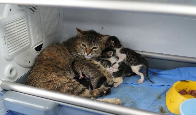 Bursa'da doğum yapan kedi başka yavruların da süt anneliğini üstlendi