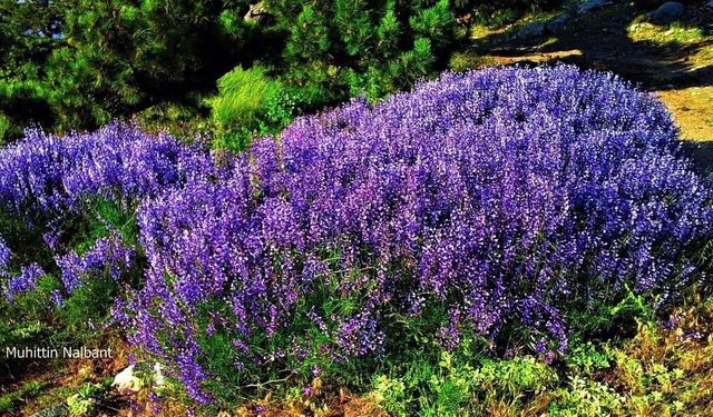 Gavur Dağları’nda Doğa Şöleni