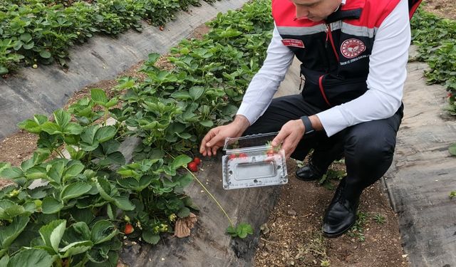 Osmaniye’de Anlamlı Etkinlik: Çocuklar Çilek Hasadına Katıldı