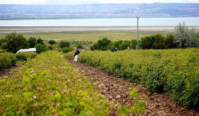 Türkiye'nin 'gül bahçesi' Isparta'da hasat başladı