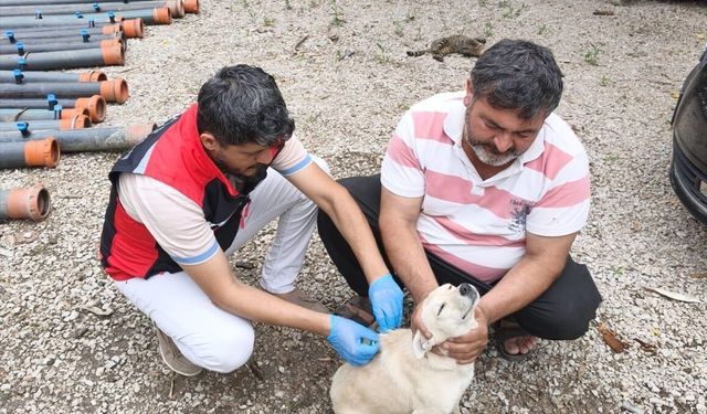 Adana'da sahipli köpeklerin kimliklendirilmesi ve kayıt altına alınmasına başlandı