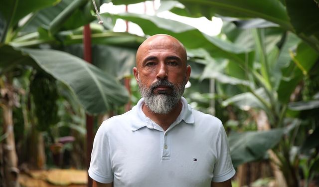 Alanya'da tropikal meyve üreticileri iklim değişikliğine 'akıllı otomasyonla' hazırlanıyor