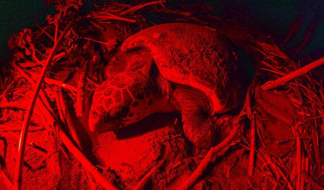 Belek Sahili'nde caretta carettanın yumurtlama anı görüntülendi