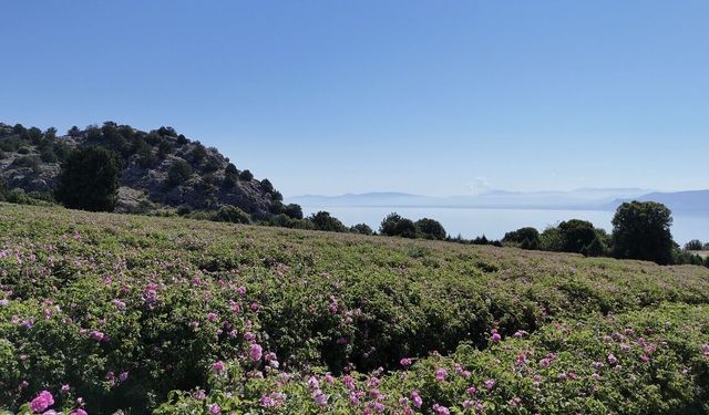 Burdur'un gül bahçelerinde hasat mesaisi başladı