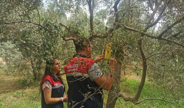 Düziçi İlçe Tarım’dan Zeytin Üreticilerine Kritik Uyarı