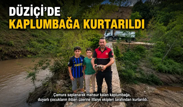 Düziçi’nde Kaplumbağa Kurtarıldı