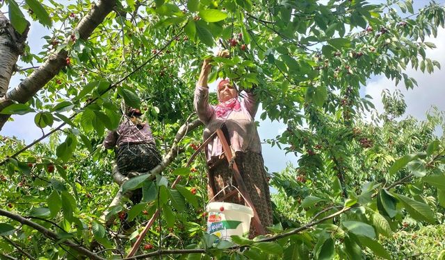 Manavgat'ın Burmahan kirazı 35 ülkeye ihraç ediliyor