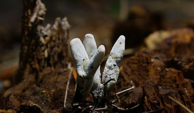 Osmaniye’de Doğada Sık Görülüyor: Gövdedeki Mantar Ağacın İçini Etkileyebili
