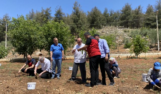 Maraş dondurmasına lezzet veren salebin hasadı yapıldı