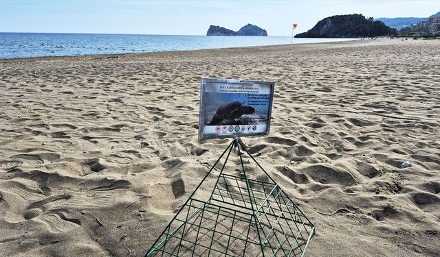Muğla'da caretta carettaların yuvalama dönemi sürüyor