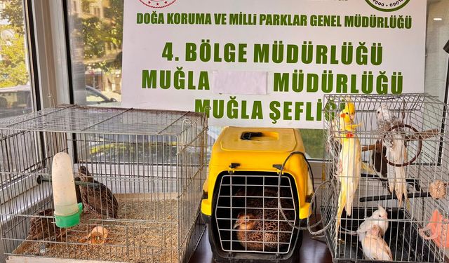Muğla'da kaçak yollarla depoda tutulan 13 yaban kuşu ele geçirildi