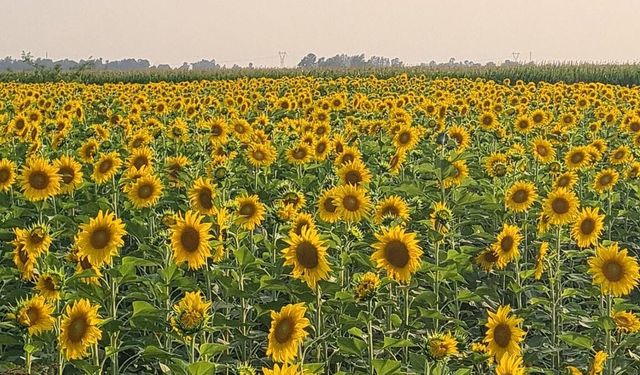 Osmaniye ve Çukurova Ayçiçeği Tarlalarıyla Sarıya Büründü