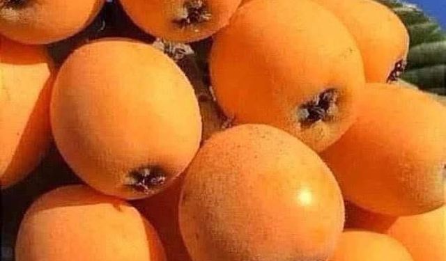 Osmaniye’de bal sezonu verimli ve bereketli geçti